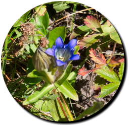 Lulu Town Site Trail - Rocky Mountain NP, CO
