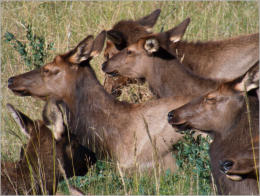 Rocky Mountain NP, CO