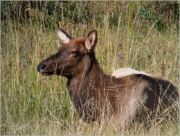 Rocky Mountain NP, CO