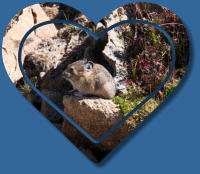 Peko am Tundra Communities Trail - Rocky Mountain NP, CO