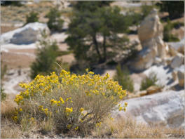 Castle Gardens Petroglyph Site - WY
