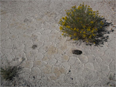 Castle Gardens Petroglyph Site - WY