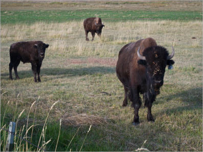 Bisonherde beim Ayres Natural Bridge Park - Douglas, WY