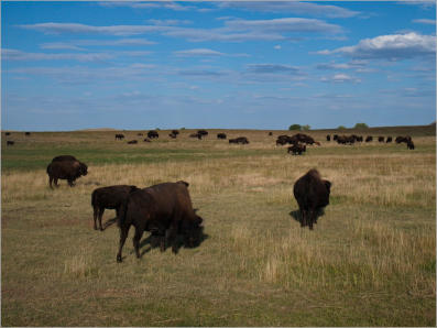 Bisonherde beim Ayres Natural Bridge Park - Douglas, WY