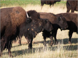 Bisonherde beim Ayres Natural Bridge Park - Douglas, WY