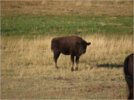 Bisonherde beim Ayres Natural Bridge Park - Douglas, WY