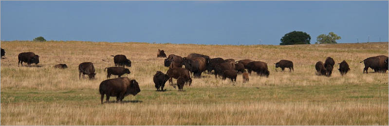 Bisonherde beim Ayres Natural Bridge Park - Douglas, WY
