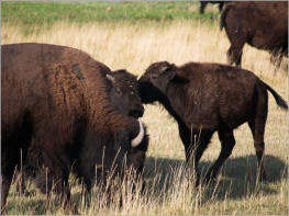 Bisonherde beim Ayres Natural Bridge Park - Douglas, WY