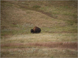 Wind Cave NP - South Dakota