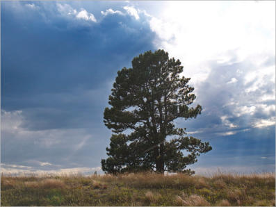 Wind Cave NP - South Dakota