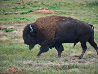 Wind Cave NP - South Dakota