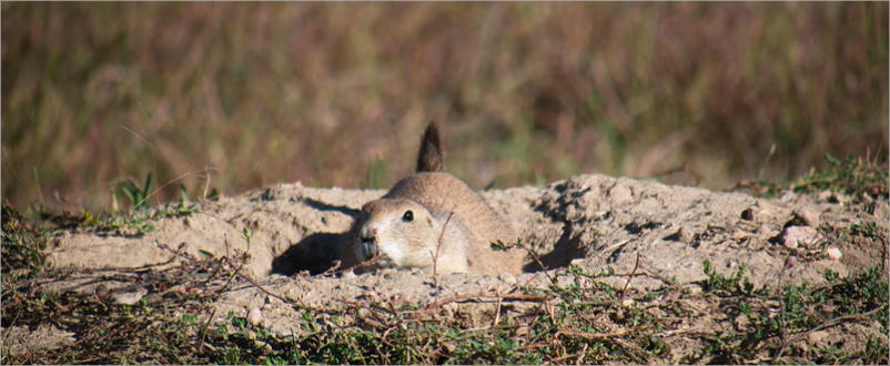 Prärie Dog Town - Wind Cave NP