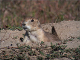 Prärie Dog Town - Wind Cave NP