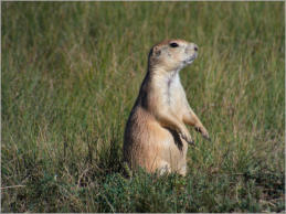 Prärie Dog Town - Wind Cave NP