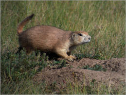 Prärie Dog Town - Wind Cave NP