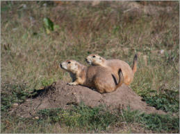 Prärie Dog Town - Wind Cave NP