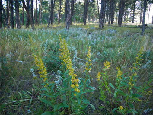 Rankin Ridge Trail - Wind Cave NP, SD