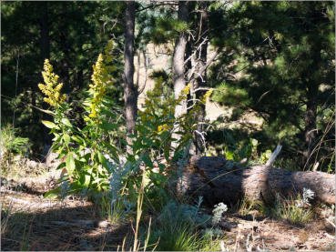 Rankin Ridge Trail - Wind Cave NP, SD