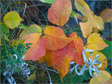 Rankin Ridge Trail - Wind Cave NP, SD