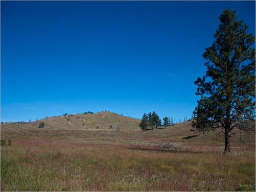 Prärie Dog Town - Wind Cave NP, SD