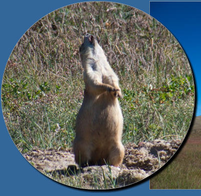 Prärie Dog Town - Wind Cave NP, SD