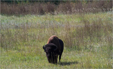 Custer State Park - SD