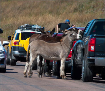 Custer State Park - SD