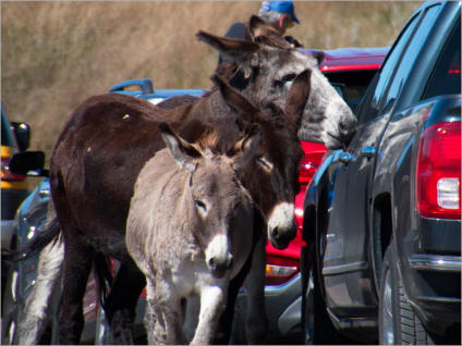 Custer State Park - SD