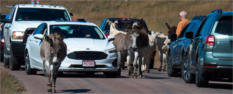 Custer State Park - SD