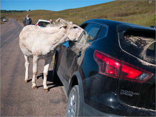 Custer State Park - SD