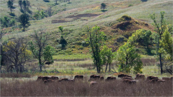Custer State Park - SD