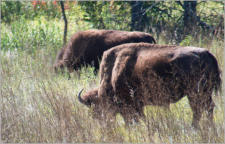 Custer State Park - SD