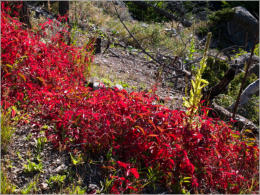 Needles Highway - SD