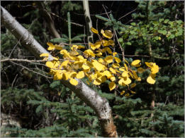 Black Elk Peak Trail -  Nr. 9 - Custer SP, SD