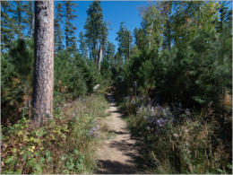 Black Elk Peak Trail - Nr. 4 - Custer SP, SD