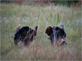 Custer State Park - South Dakota