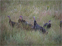 Custer State Park - South Dakota