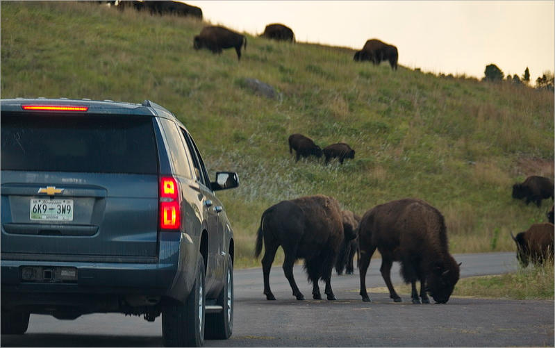 Custer State Park - South Dakota