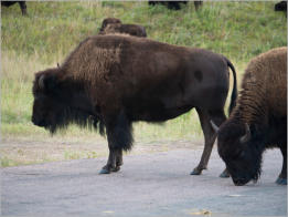 Custer State Park - South Dakota