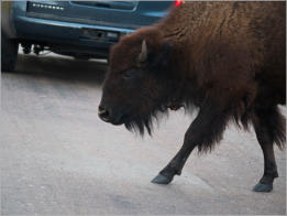 Custer State Park - South Dakota