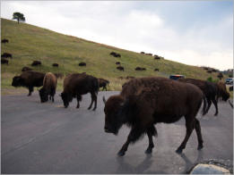Custer State Park - South Dakota