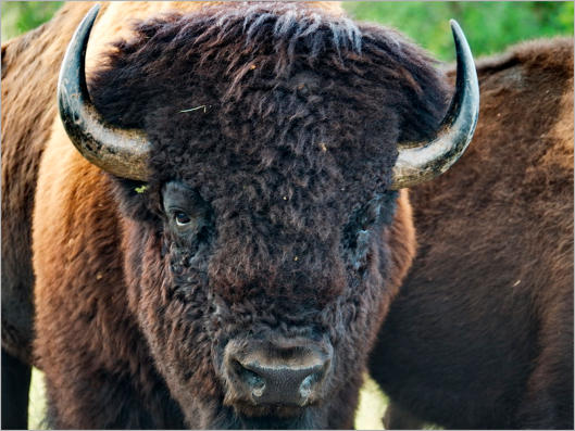 Custer State Park - South Dakota