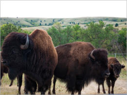 Custer State Park - South Dakota