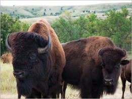 Custer State Park - South Dakota
