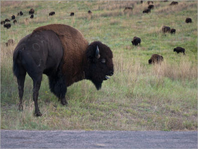 Custer State Park - South Dakota