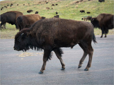 Custer State Park - South Dakota