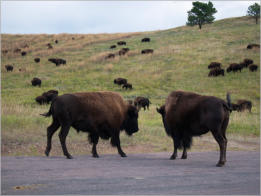 Custer State Park - South Dakota