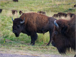 Custer State Park - South Dakota