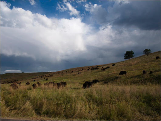 Custer State Park - South Dakota