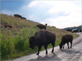 Custer State Park - South Dakota